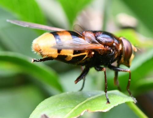 Réf. 287 026 : Volucella zonaria